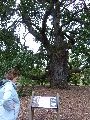 Kew Gardens – natural hybrid oak
