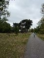 Kew Gardens – pine tree