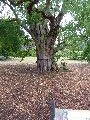 Kew Gardens – very old locust tree