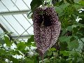 Kew Gardens – large flower