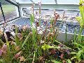 Kew Gardens – insectivorous plants