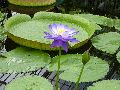 Kew Gardens – water lily