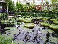 Kew Gardens – water lily