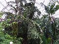 Kew Gardens – palm house dying palm tree