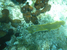 sea hare (photo taken by Peter)