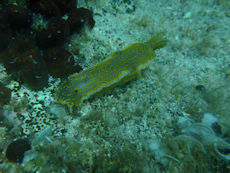 sea hare (photo taken by Peter)