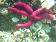 Bright starfish