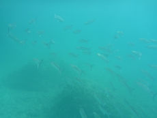 School of fish