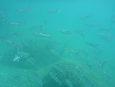 School of fish