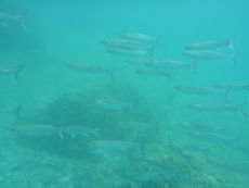 School of fish