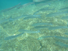 School of fish