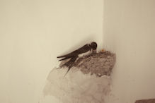 A swallow feeding its young inside house renos