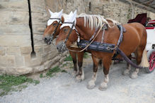 Horses used in tour between the walls in French only
