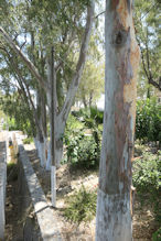 Some substantial gum trees in town
