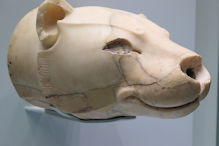 Stone lion's head vessel