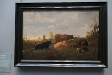 Cattle with town in background