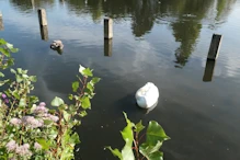 Sleeping swans