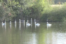 Swans