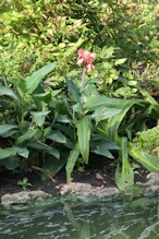 Lily