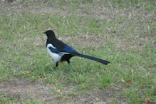 European magpie