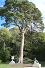 Large tree