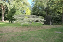 Varigated tree