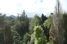 View over trees to Sugarloaf Mountain