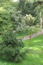 Rhododendron with very big leaves