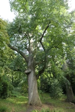 Chestnut tree