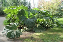 Big leaves