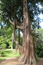 Interesting conifer