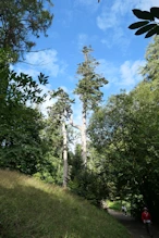 Interesting conifer