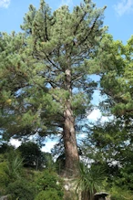 Another bug tree