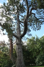 Interesting conifer