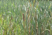 Reeds with seed pods