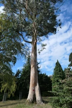 Looks like gum tree
