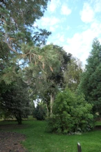 Monkey Puzzle tree