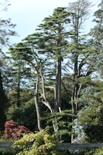 Interesting conifer