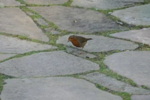 Robin red breast
