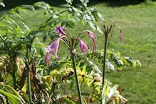 We have lilies that are very similar but white