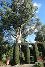 Gum tree and trimmed hedge