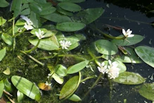Small water lily like flowers