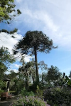 Monkey Puzzle tree
