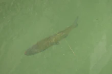 Large fish in canal