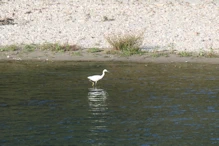 Egret in River