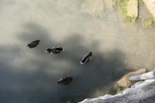 Ducks in the little harbour