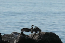 Cormorants drying off