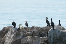 Cormorants drying off