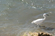 An egret wading along the shore