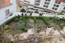 The herb garden
